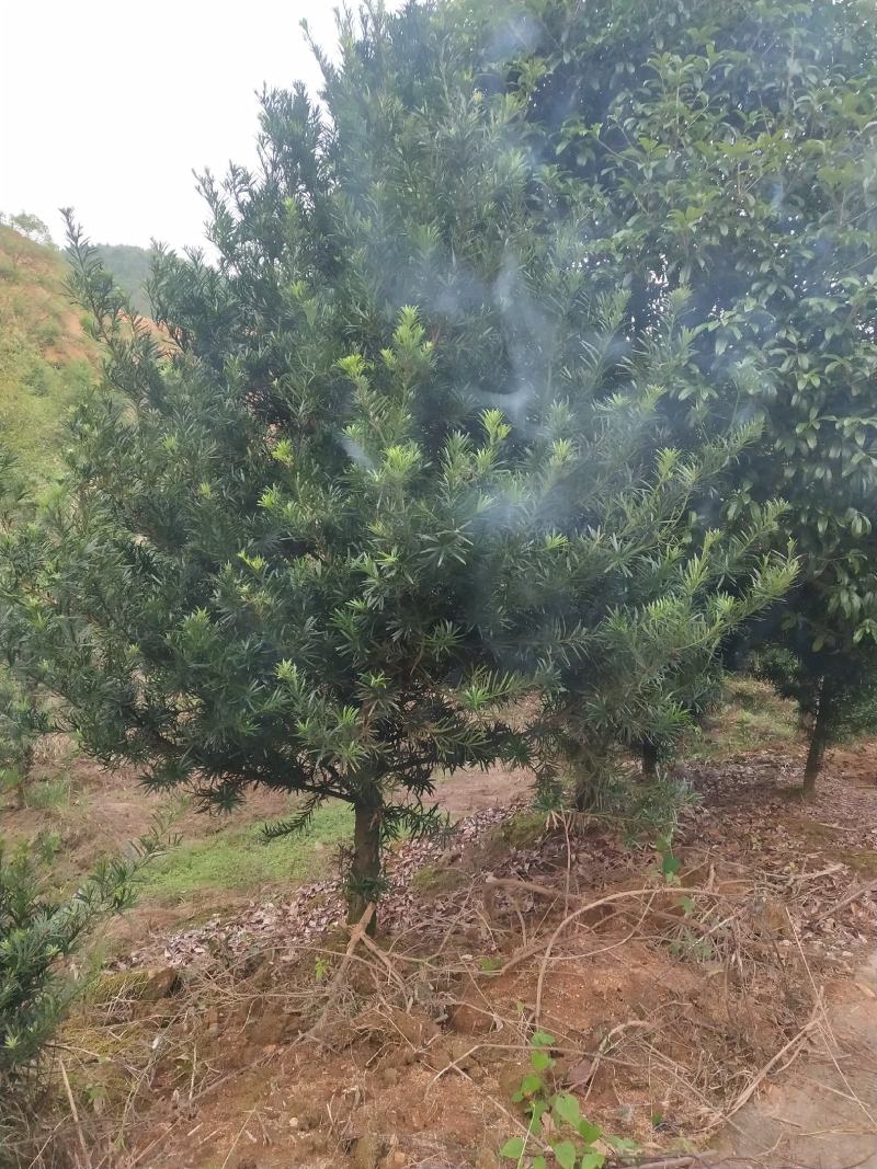 热销罗汉松4公分以上精品绿化工程罗汉松中小规格罗汉松