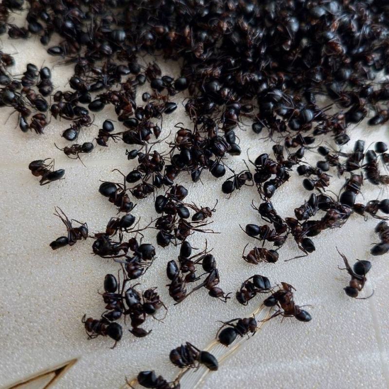 黑蚂蚁干货中药材干净无杂质量大从优