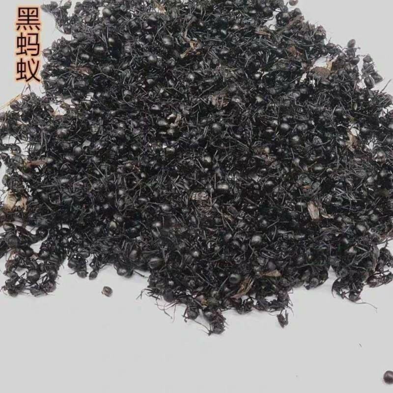 黑蚂蚁干货中药材干净无杂质量大从优