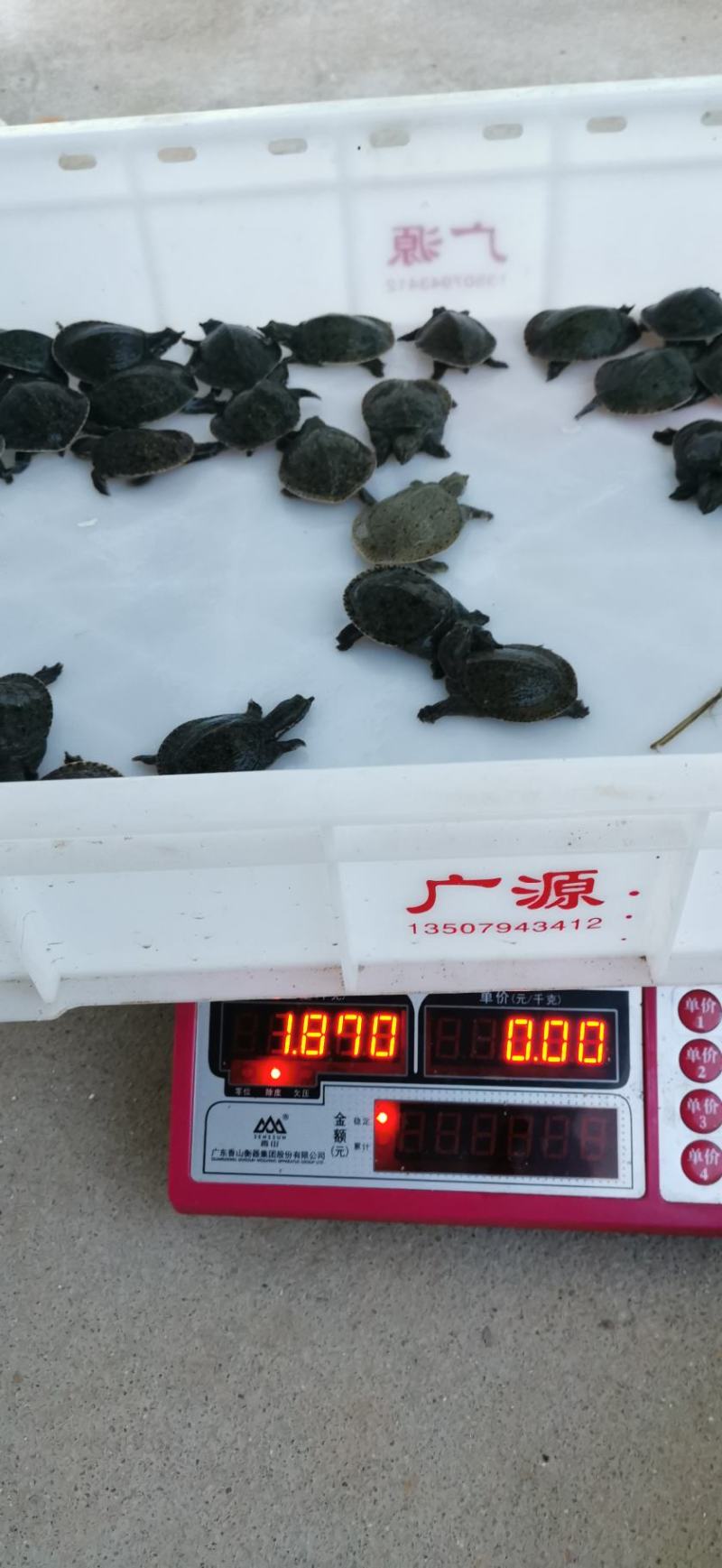 龟鳖类