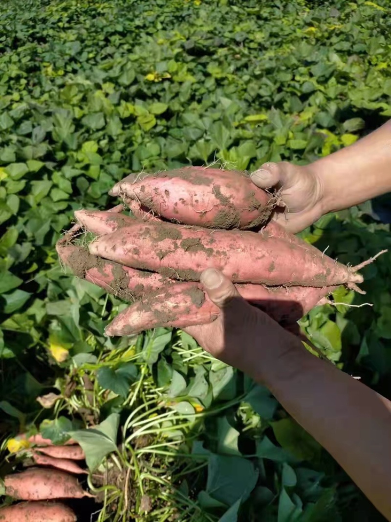 红薯价格低质量好