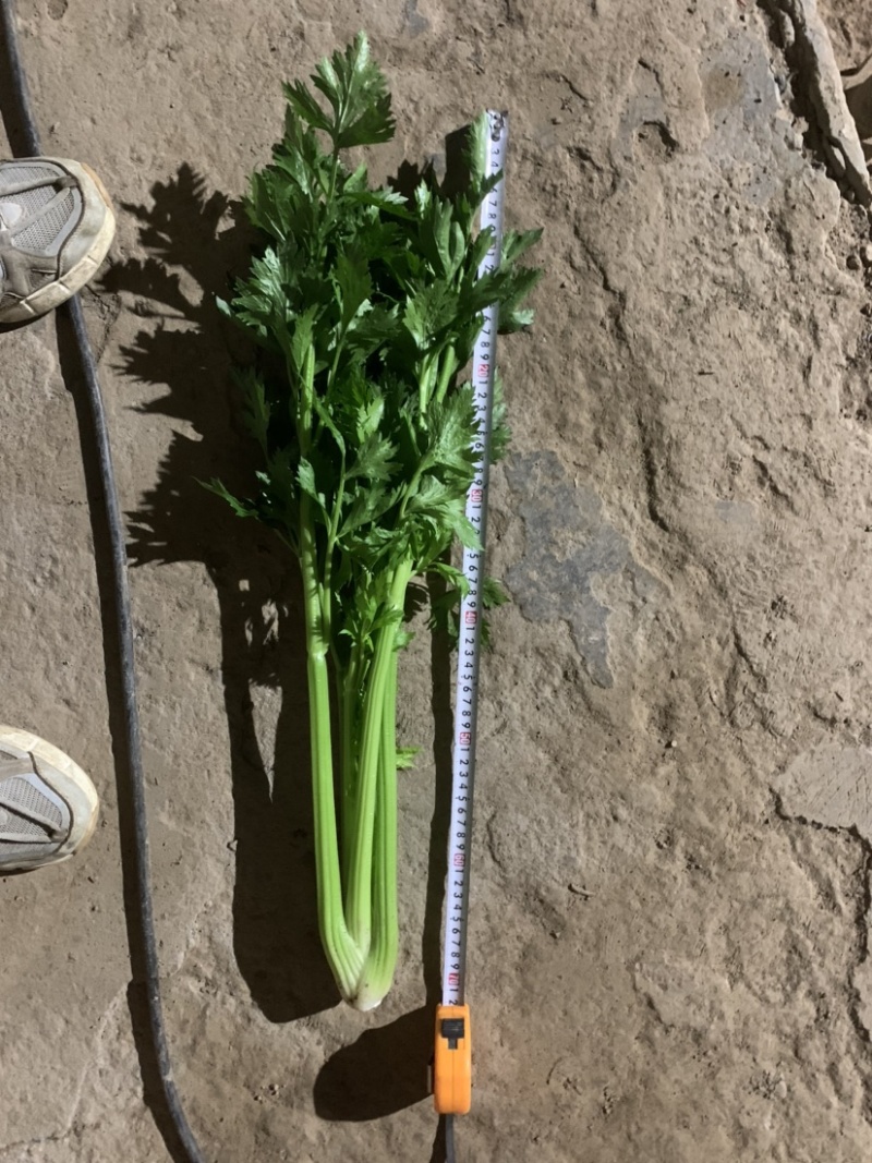 河南周口鹿邑优质芹菜精品小颗，大量上市，产地直发