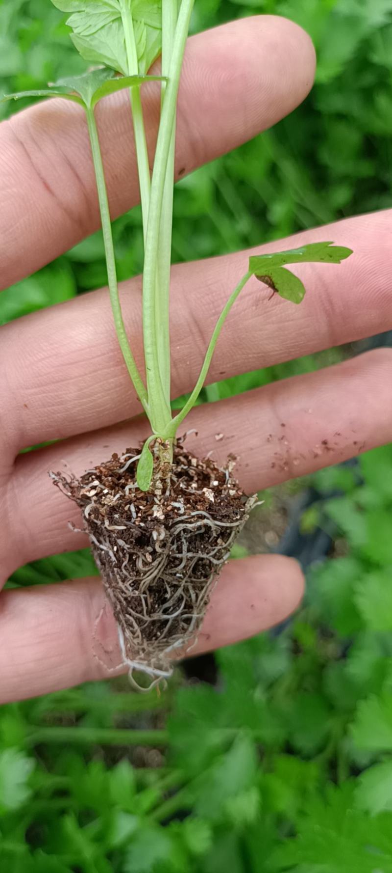 芹菜苗，法国皇后，产量大，穴盘苗，质量可靠，穴盘芹菜苗