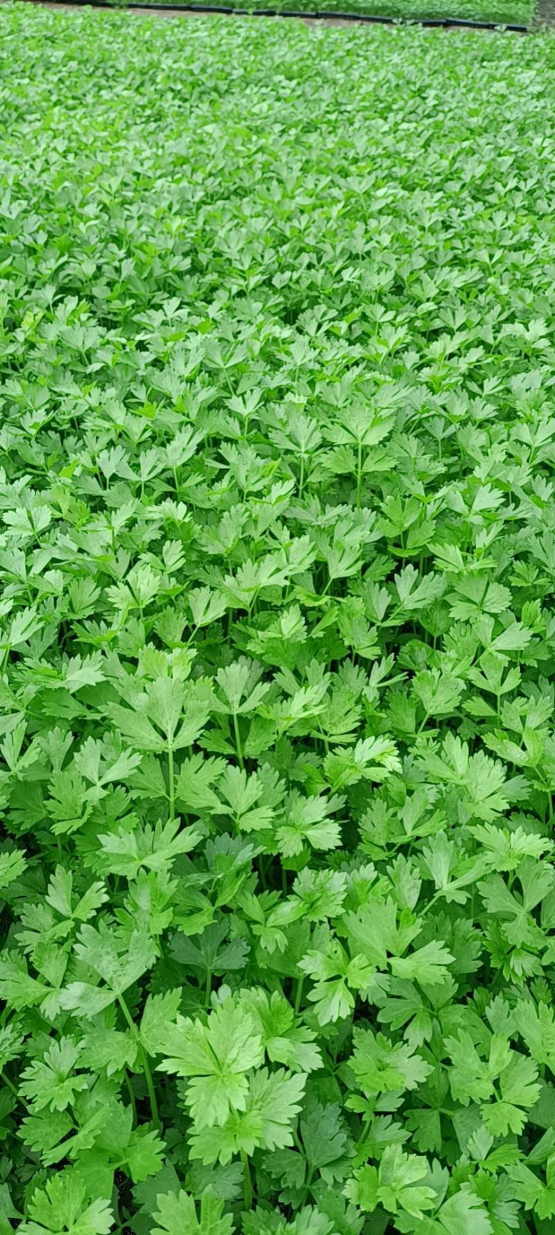 芹菜苗，法国皇后，产量大，穴盘苗，质量可靠，穴盘芹菜苗