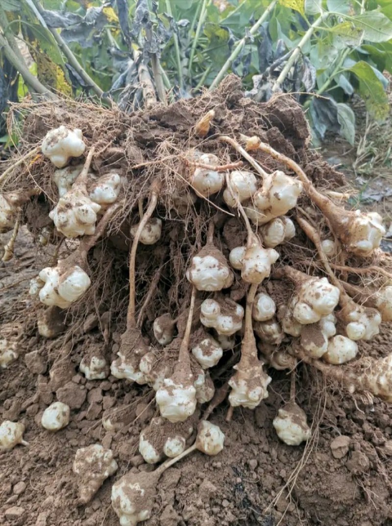 菊芋