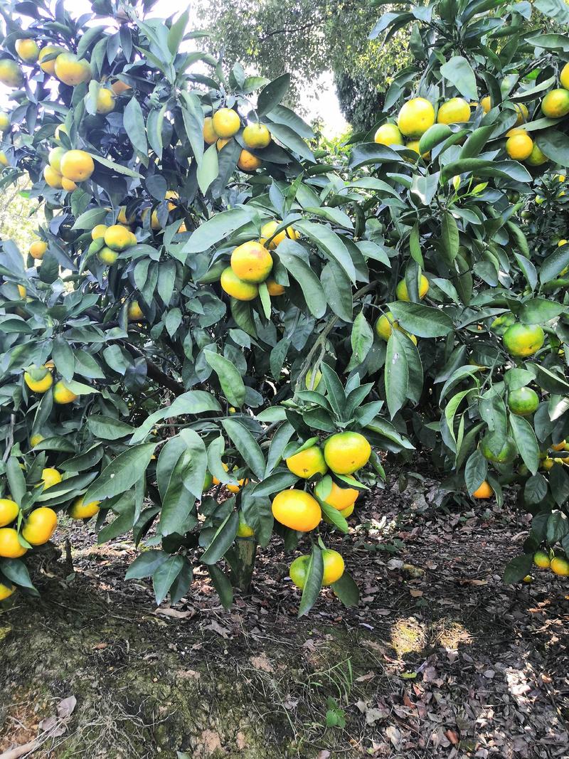 临海蜜桔早熟宫川高山蜜桔绿色食品