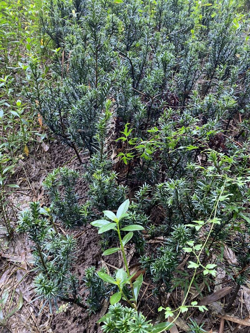 四川宜宾市筠连县曼迪亚红豆杉树苗大批量出售，保证品质