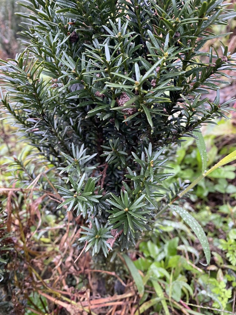 四川宜宾市筠连县曼迪亚红豆杉树苗大批量出售，保证品质