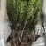 四川宜宾市筠连县曼迪亚红豆杉树苗大批量出售，保证品质