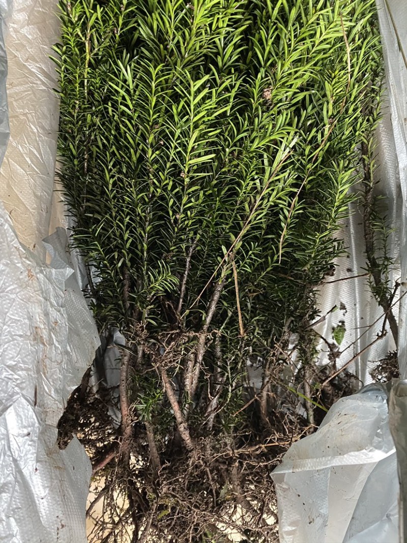 四川宜宾市筠连县曼迪亚红豆杉树苗大批量出售，保证品质