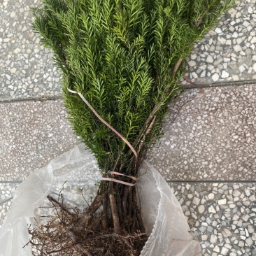 四川宜宾市筠连县曼迪亚红豆杉树苗大批量出售，保证品质