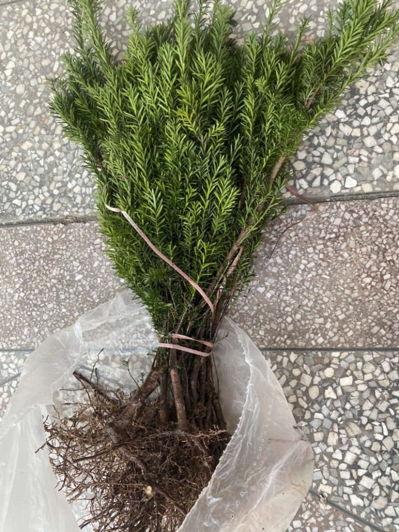 四川宜宾市筠连县曼迪亚红豆杉树苗大批量出售，保证品质
