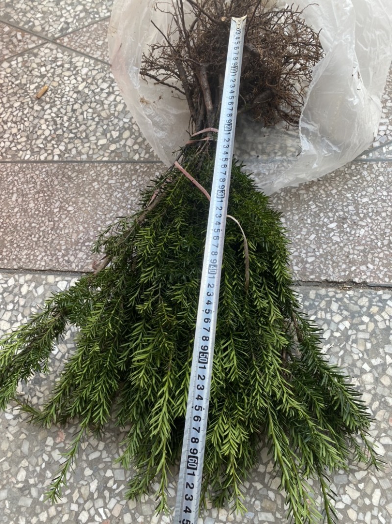 四川宜宾市筠连县曼迪亚红豆杉树苗大批量出售，保证品质