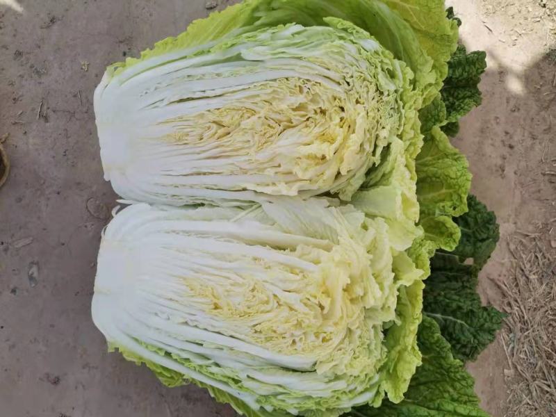宁夏中卫大白菜义和秋黄心大白菜产地直发全国代收代发
