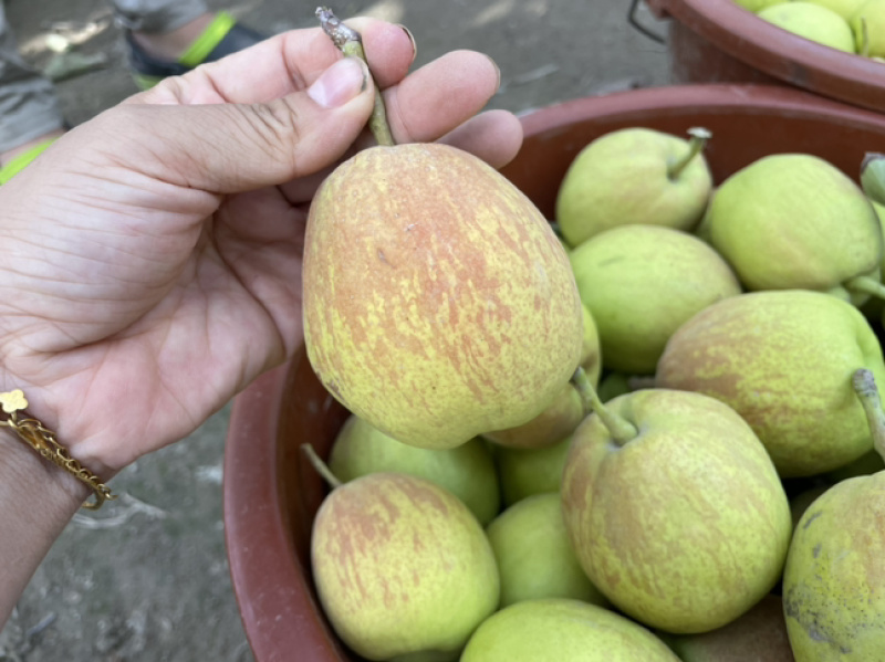 新疆库尔勒香梨特级100克快递包邮皮薄多汁包售后一件起发