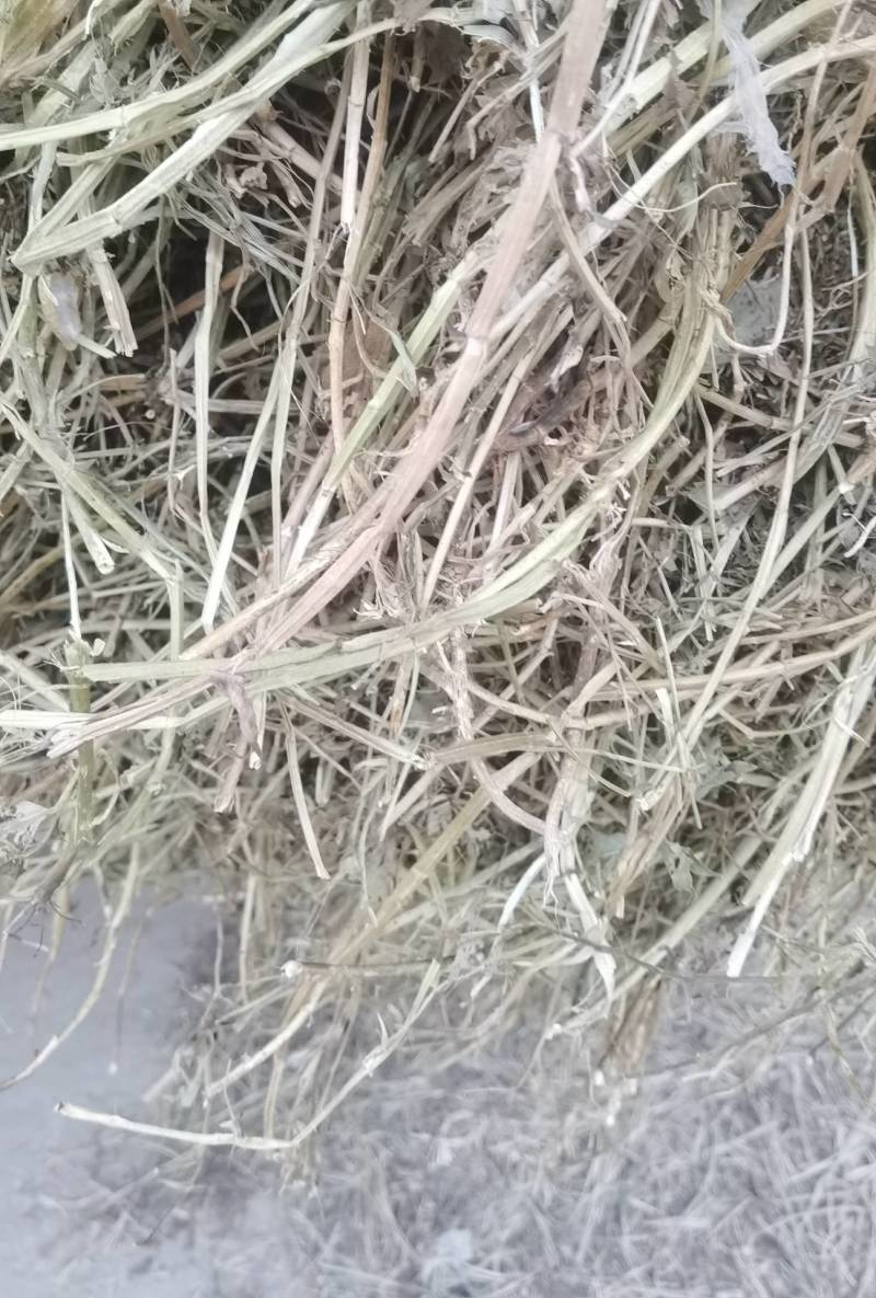 花生秧