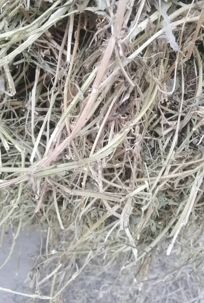 花生秧