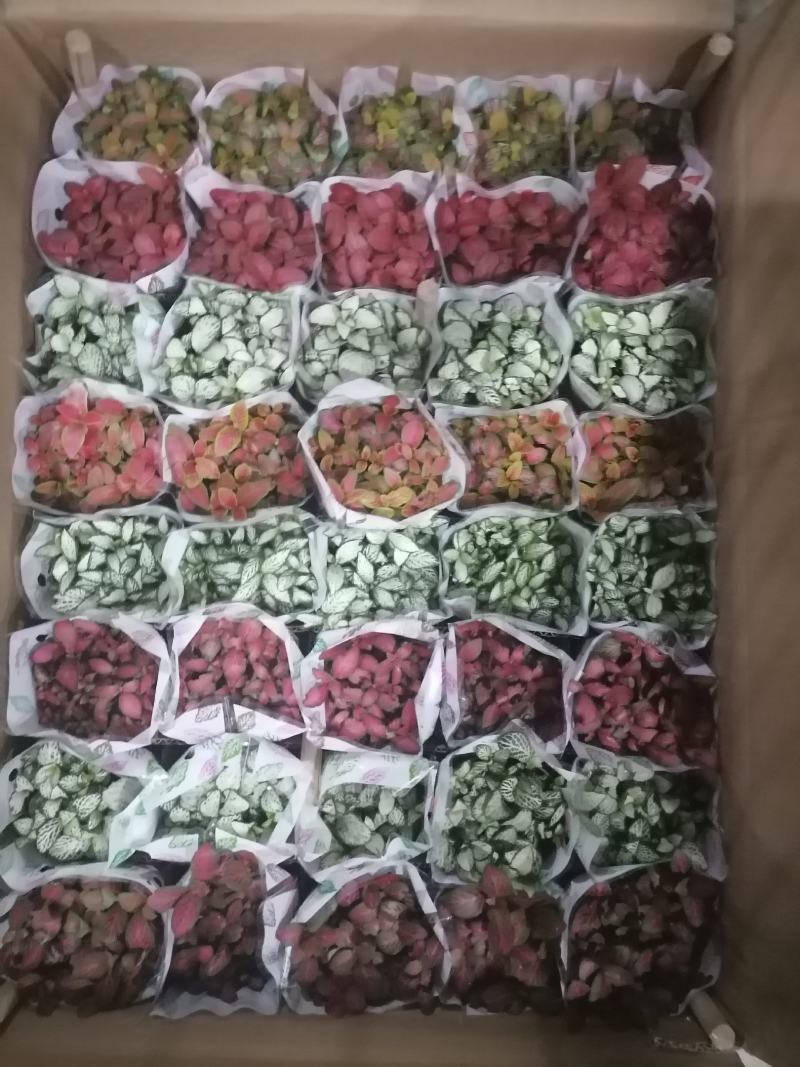网纹草基地直供80规格混色装一箱40盆全年持续供货