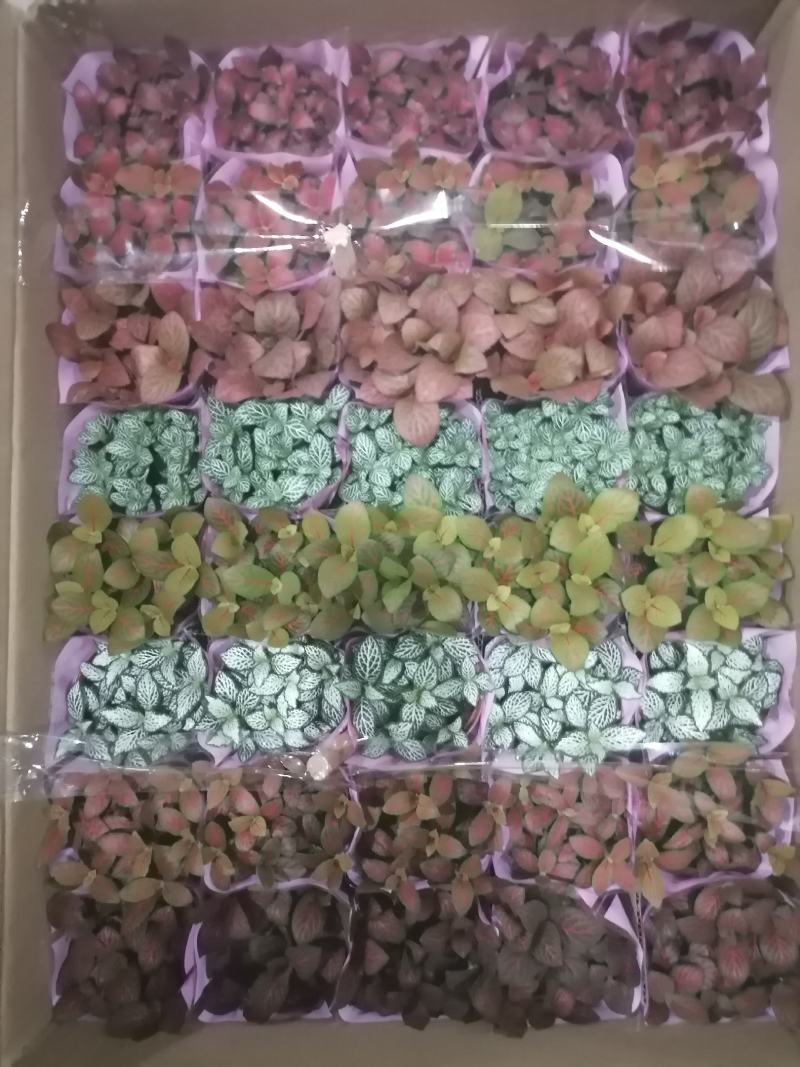 网纹草基地直供80规格混色装一箱40盆全年持续供货