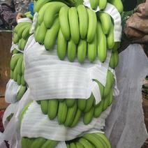 威廉斯香蕉口感香田6.8成熟。一年4季都有货。