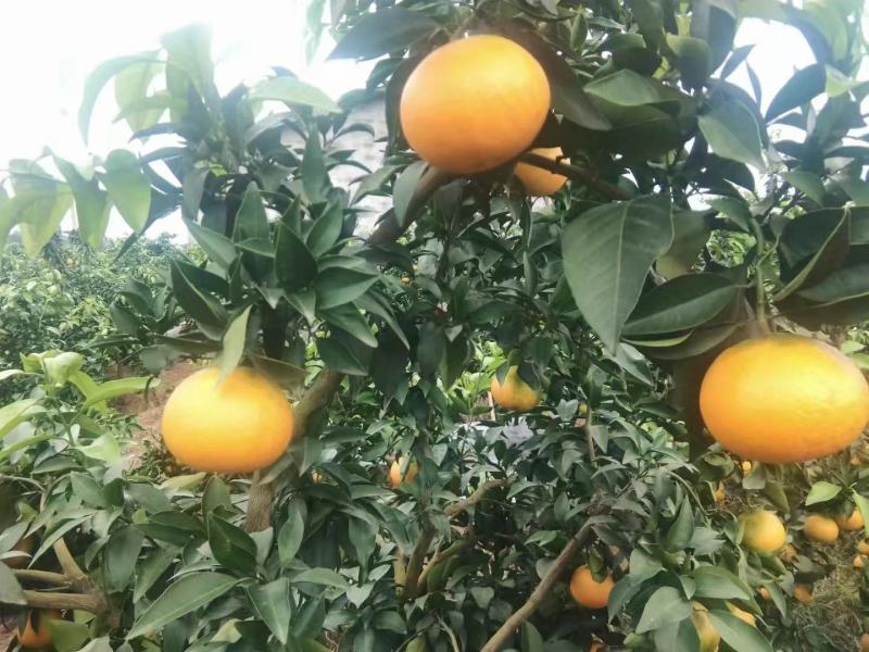 精品爱媛38号果冻橙皮薄多汁产地直销优惠价全国发货