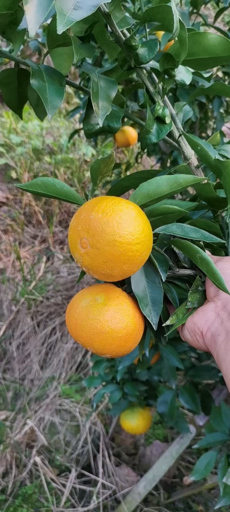精品爱媛38号果冻橙皮薄多汁产地直销优惠价全国发货