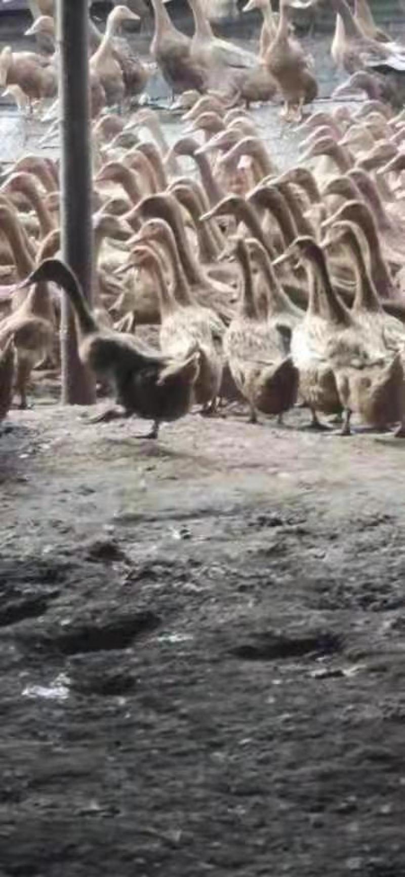 老鸭长年出售金定老鸭，包老有需要联系