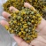 野菊花泡水明目小黄菊连州小黄菊小粒苦野生