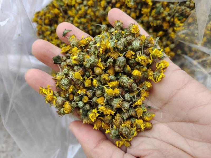野菊花泡水明目小黄菊连州小黄菊小粒苦野生