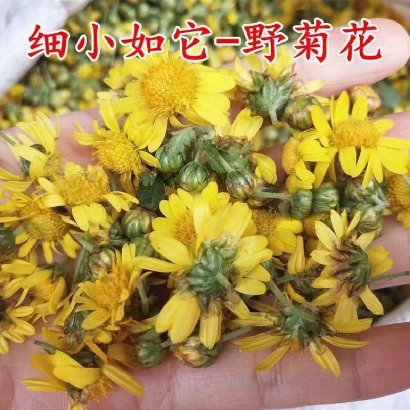 野菊花泡水明目小黄菊连州小黄菊小粒苦野生