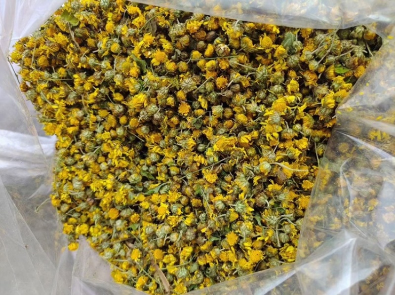 野菊花泡水明目小黄菊连州小黄菊小粒苦野生