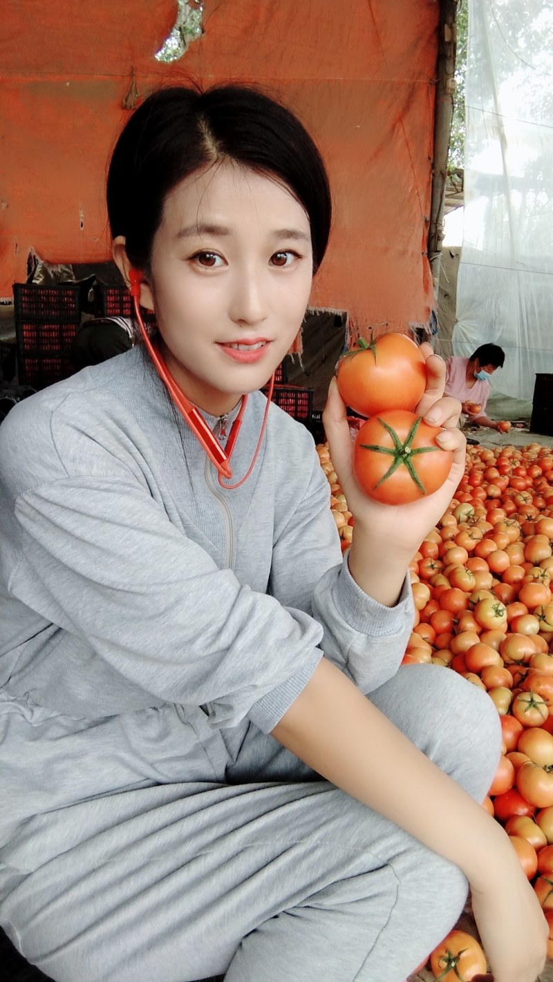 石头番茄山东石头番茄弧三起步货源充足产地代收