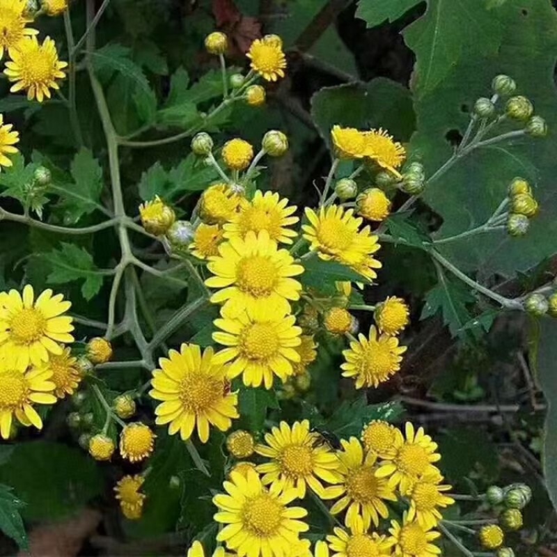 野菊花泡水明目小黄菊连州小黄菊小粒苦野生
