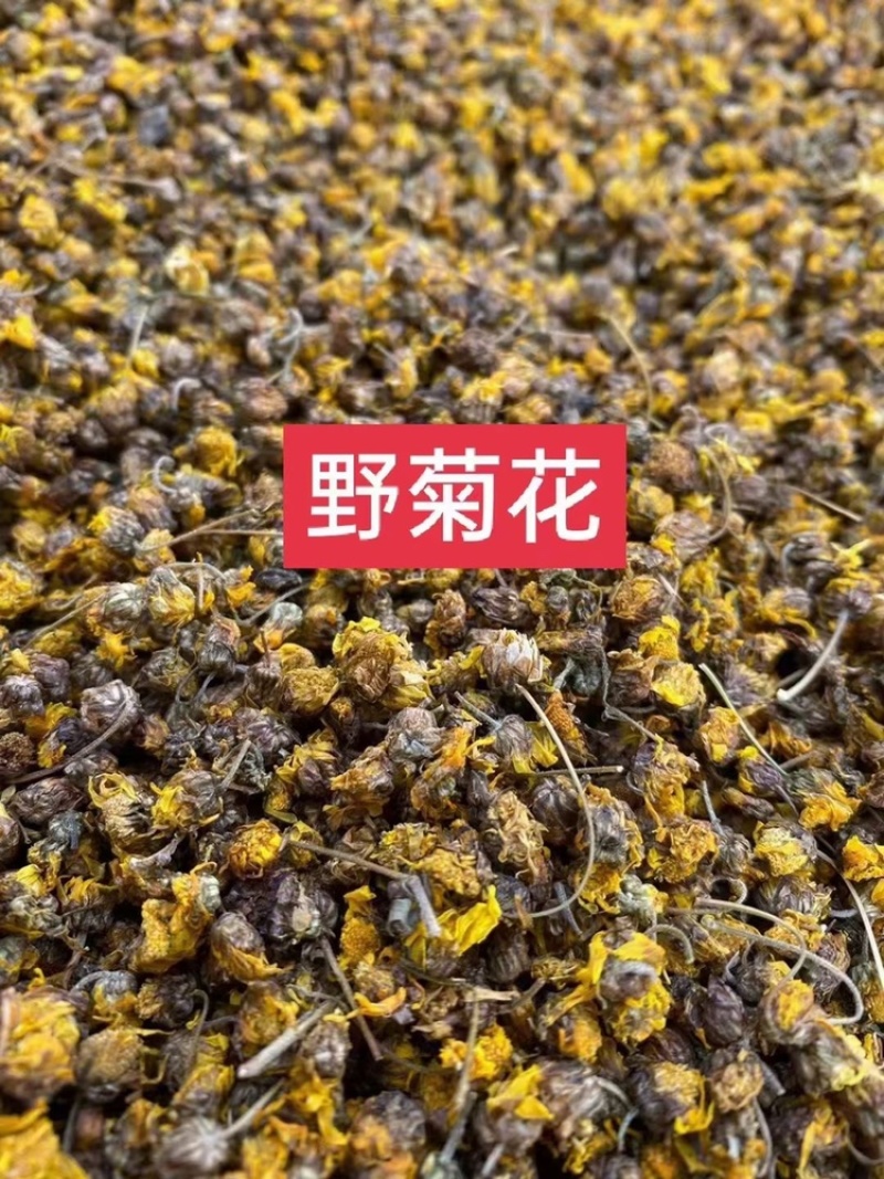 野菊花泡水明目小黄菊连州小黄菊小粒苦野生