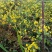 野菊花泡水明目小黄菊连州小黄菊小粒苦野生