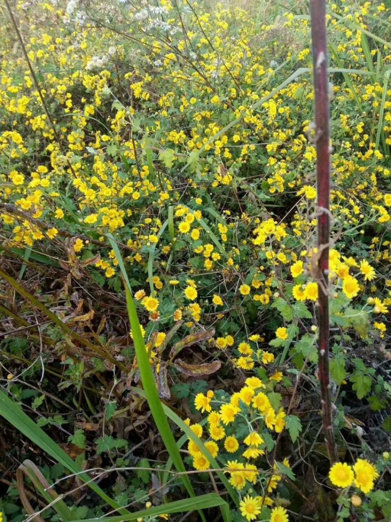 野菊花泡水明目小黄菊连州小黄菊小粒苦野生