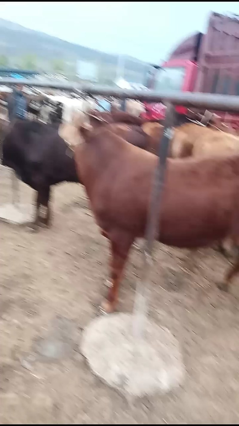 出售肉牛西门塔尔。夏洛莱，秦川，肉质肥美，诚信经营长期供
