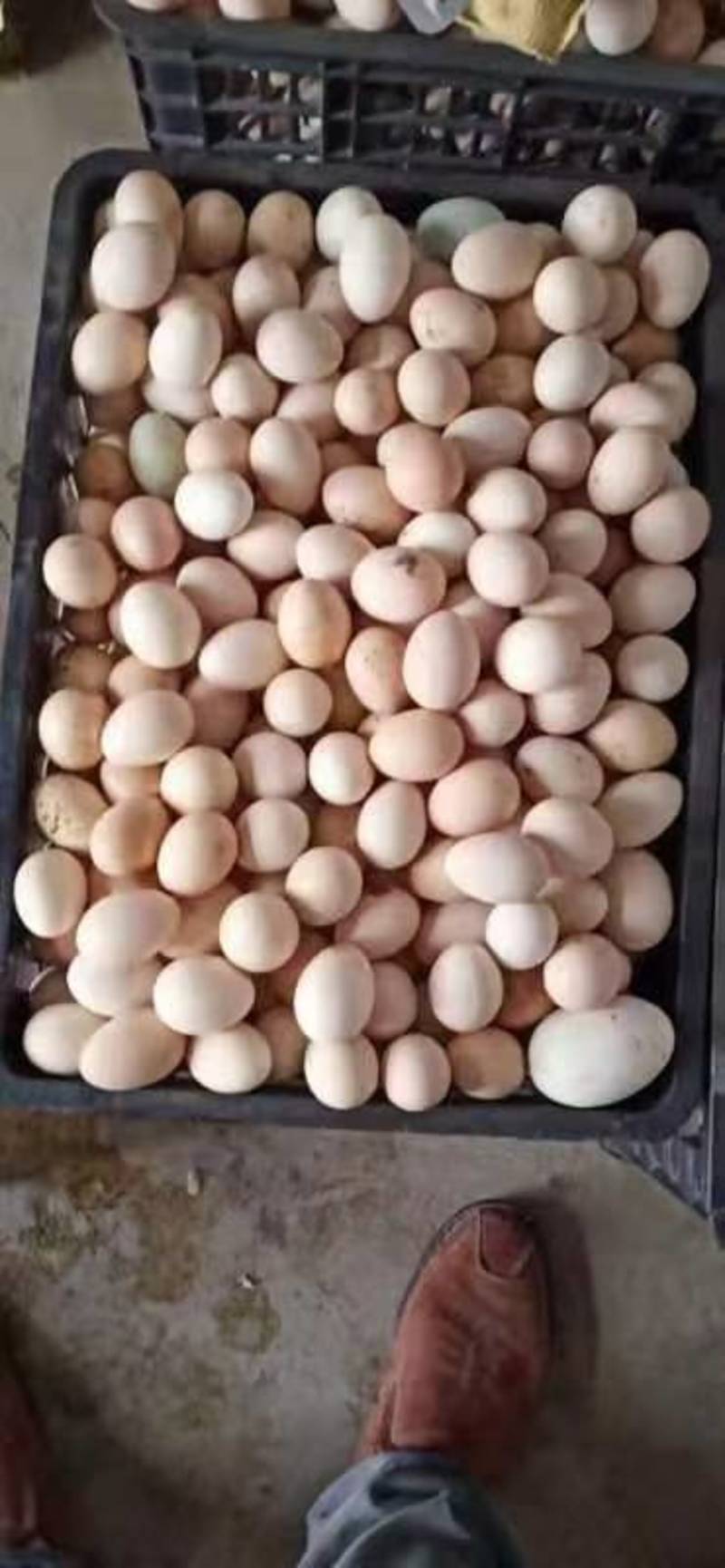 笨鸡蛋60枚包邮当曰现产草原散养鸡蛋源头供货