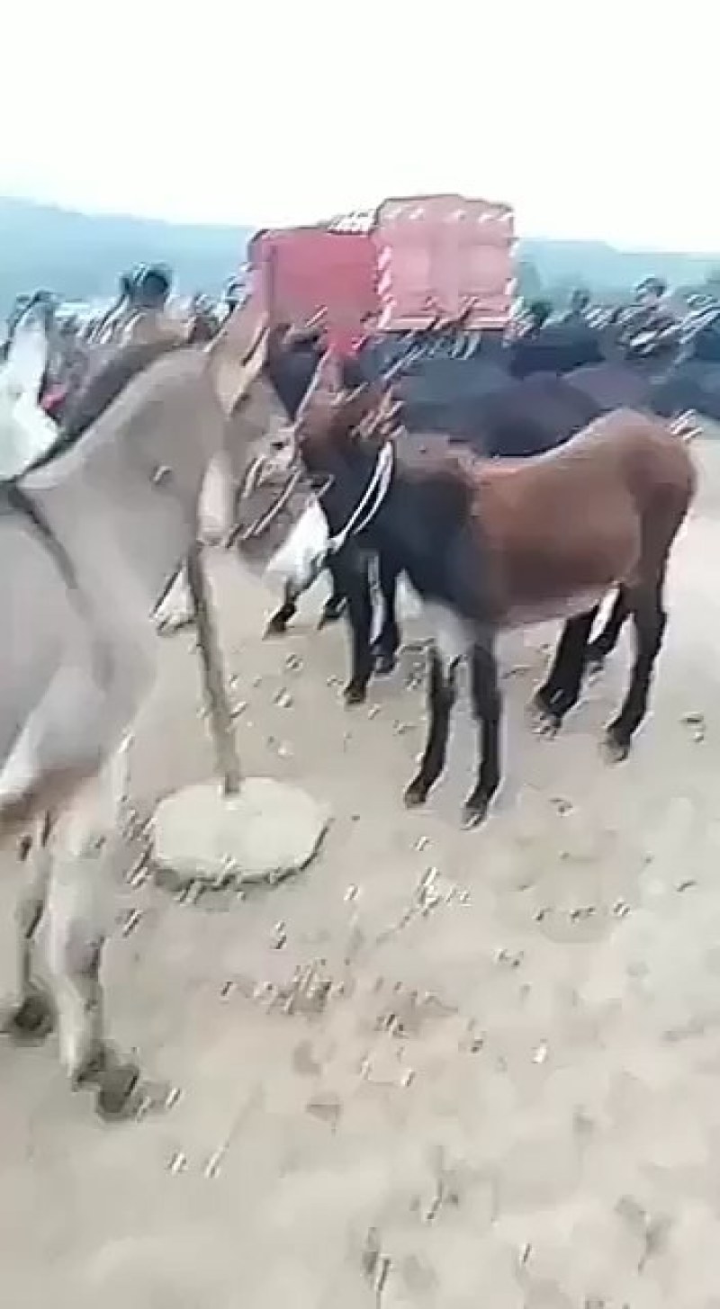 肉驴正宗的改良驴。膘肥体壮。肉质肥美，货源充足，有要的联