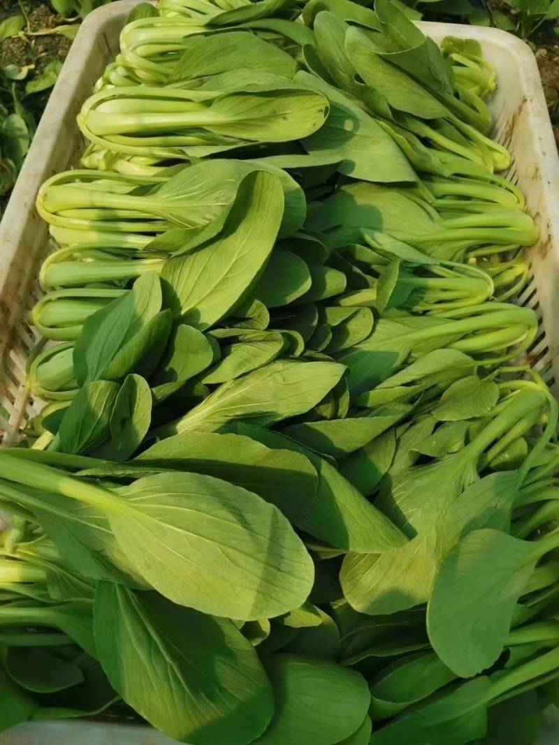 高品质！耐寒青梗菜种子耐低温束腰抗霜霉病耐抽苔株型整齐