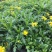 菊花苗大花菊花盆栽四季开花室内外庭院阳台绿植多年生耐寒
