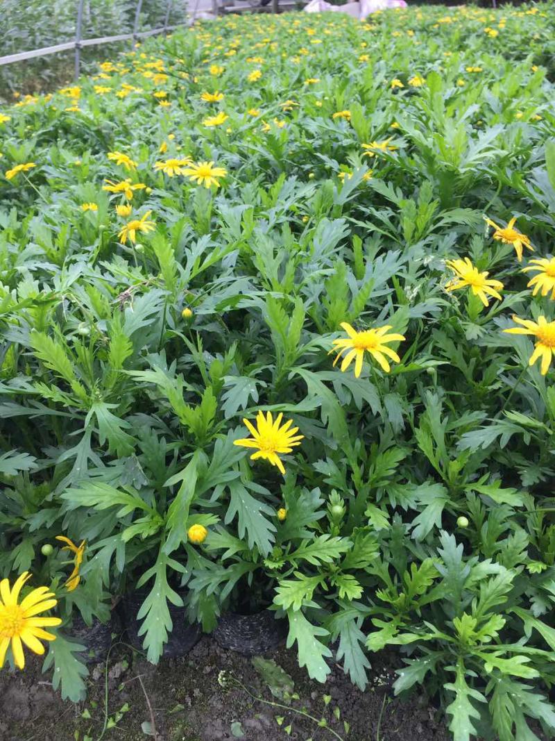 菊花苗大花菊花盆栽四季开花室内外庭院阳台绿植多年生耐寒