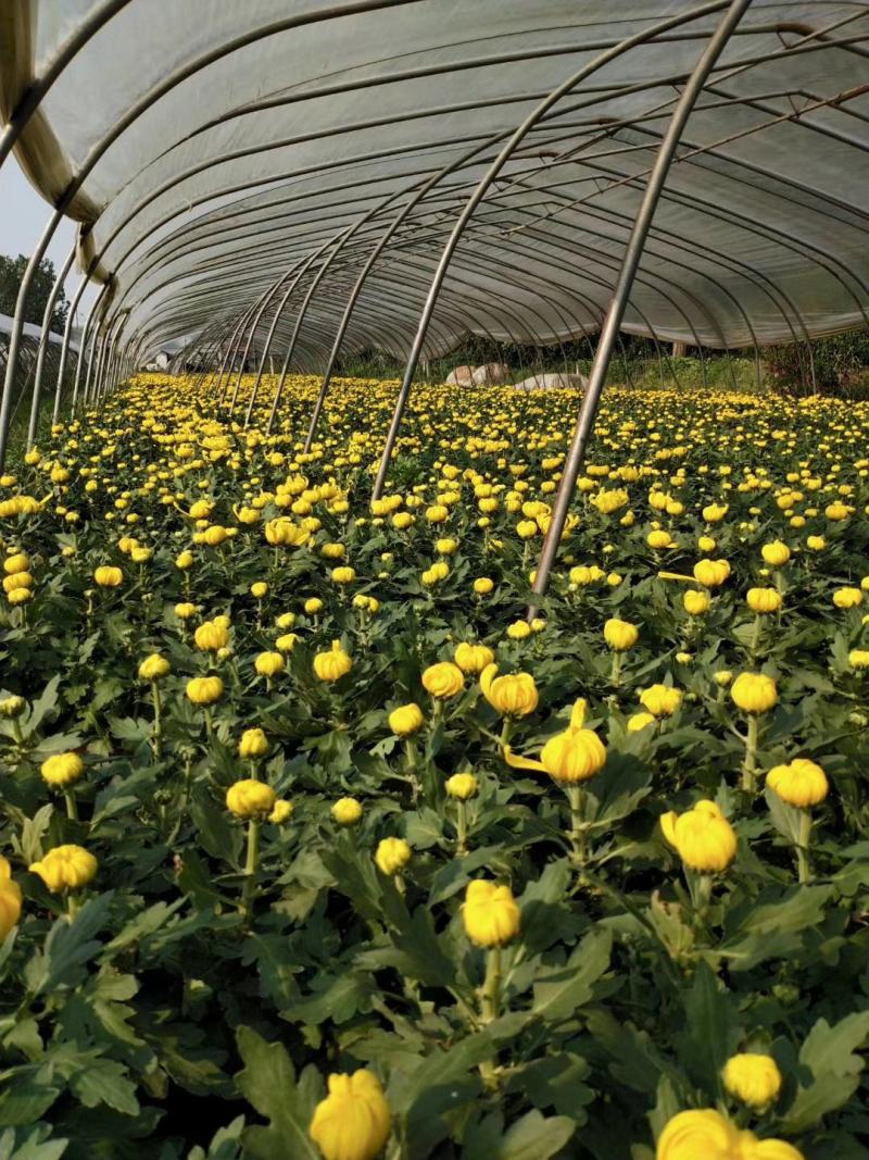 菊花苗大花菊花盆栽四季开花室内外庭院阳台绿植多年生耐寒