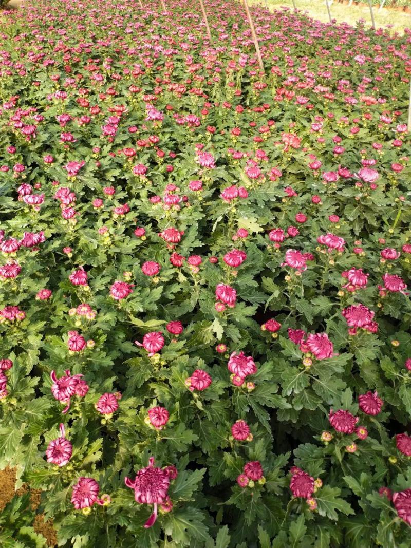 菊花苗大花菊花盆栽四季开花室内外庭院阳台绿植多年生耐寒