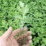 菊花苗大花菊花盆栽四季开花室内外庭院阳台绿植多年生耐寒