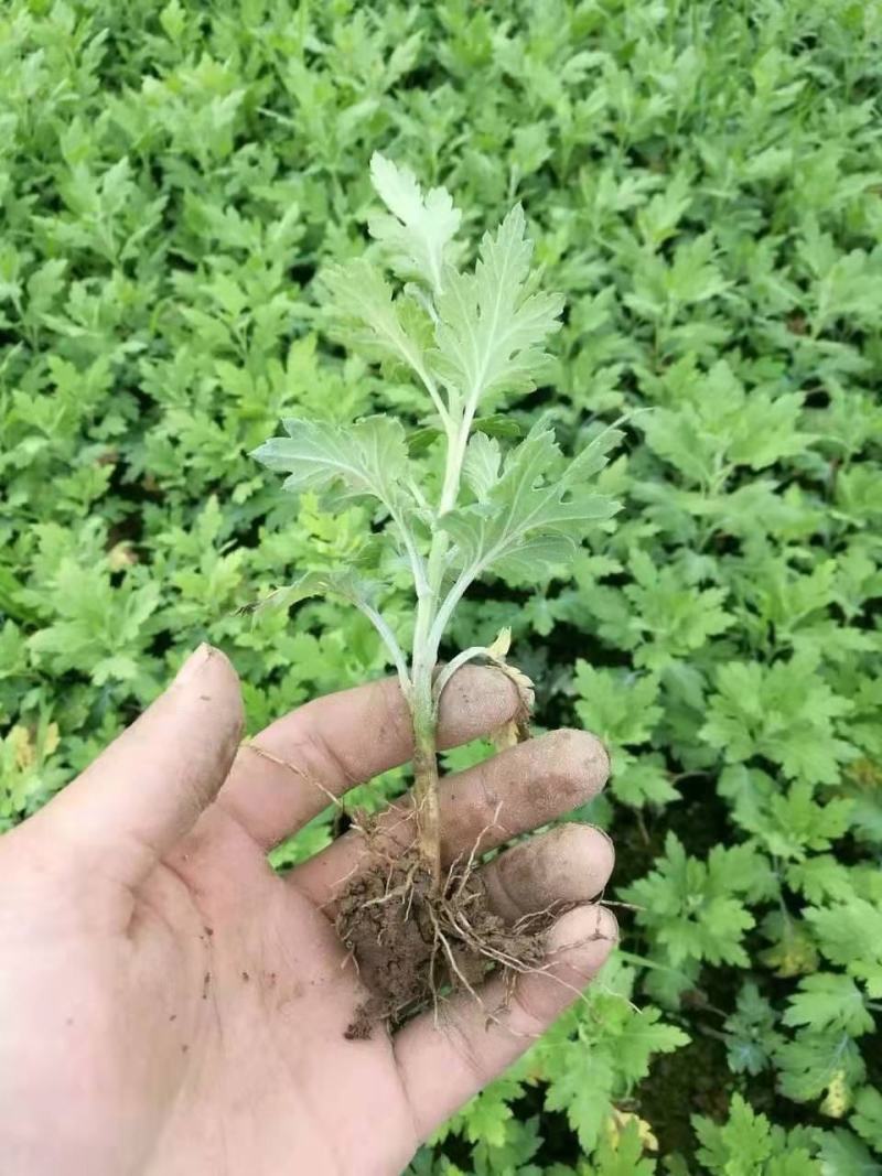 菊花苗大花菊花盆栽四季开花室内外庭院阳台绿植多年生耐寒