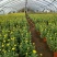 菊花苗大花菊花盆栽四季开花室内外庭院阳台绿植多年生耐寒