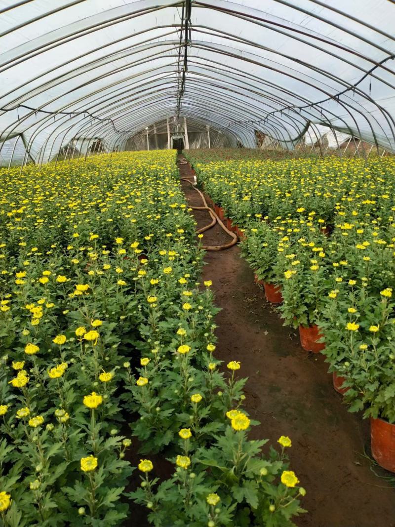 菊花苗大花菊花盆栽四季开花室内外庭院阳台绿植多年生耐寒