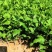 菊花苗大花菊花盆栽四季开花室内外庭院阳台绿植多年生耐寒