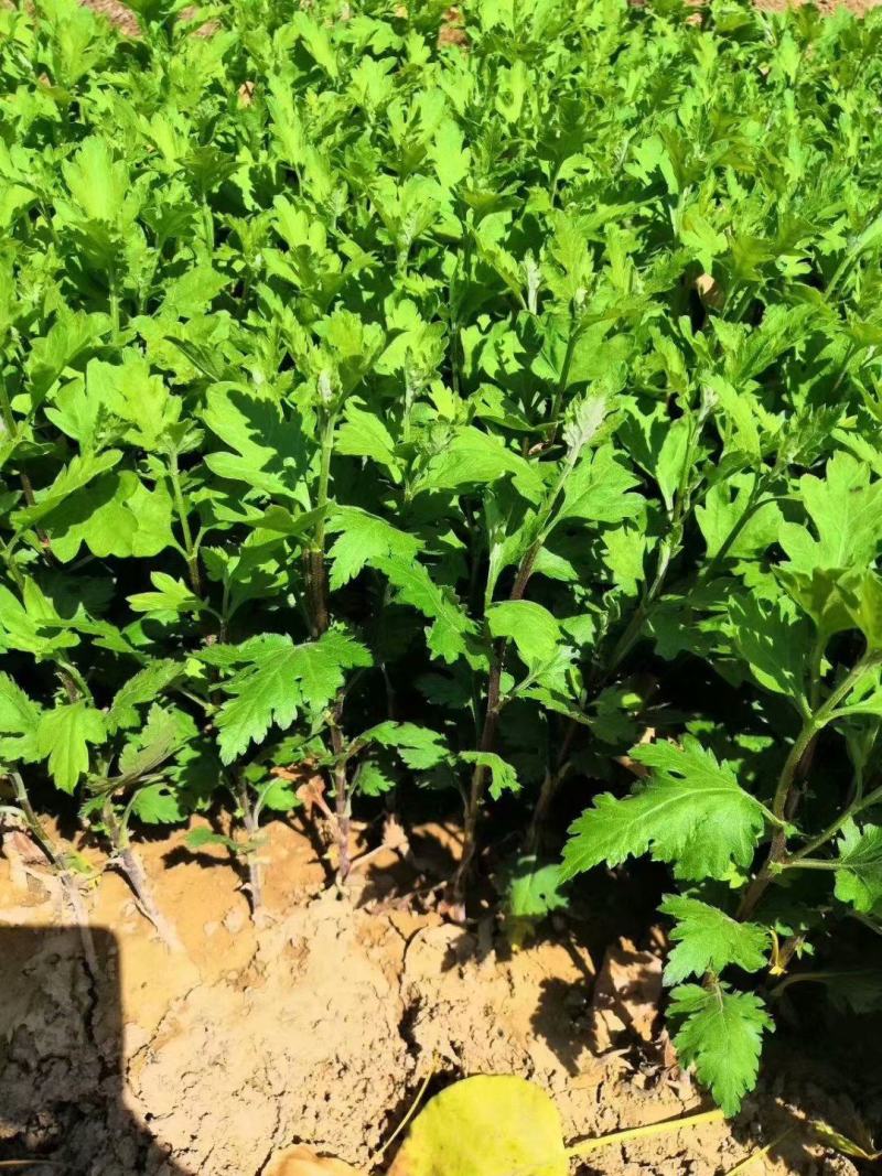 菊花苗大花菊花盆栽四季开花室内外庭院阳台绿植多年生耐寒